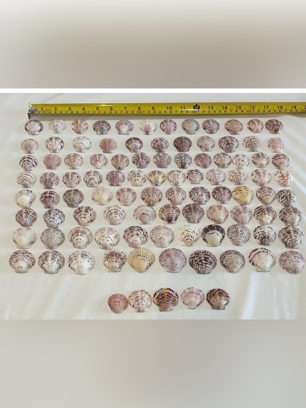 Seashell Decor Collection